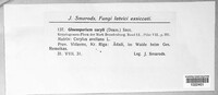 Piggotia coryli image
